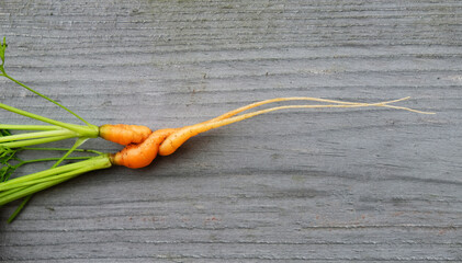 Ugly young fresh carrots on a wooden background