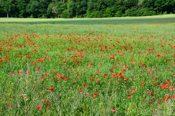 Coquelicot