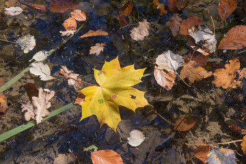 one yellow maple leaf and brown oak leaves on water surface of a pond