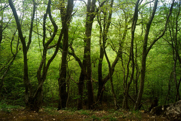 Fototapeta premium Trees on a mountainside on the Crimean peninsula