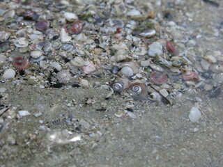 seashells on beach