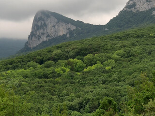 Trees on a mountainside on the Crimean peninsula © 46boris48