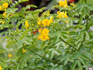 (Senna alexandrina) Alexandrinische Senna oder Alexandriner Cassia senna mit gelbe Blüten und grüne Blätter