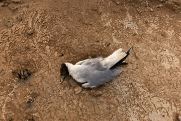 dead bird on dry land, ecology