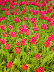 Beautiful red tulips in city park. Keukenhof park in Netherlands