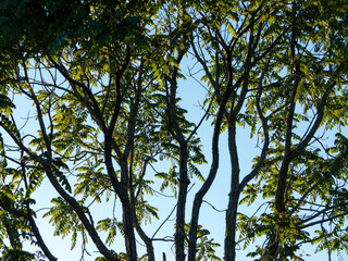 trees and sky