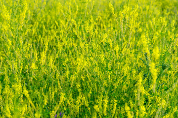 Image of yellow flower of herbal Melilotus officinalis in the field. Natural background © Michael