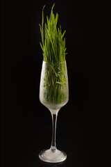 Microgreens in a glass on a black background, detoxification, diet, healthy food