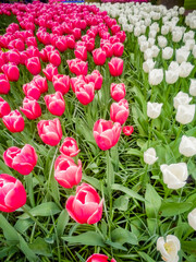 Beautiful red and white tulips in city park. Keukenhof park in Netherlands
