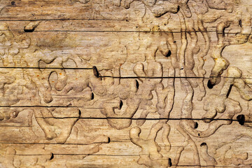 old wood texture
