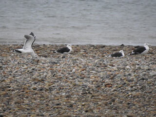 Three birds are sitting on the stones one in flight