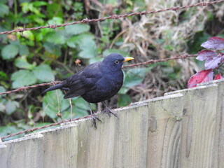 Black little bird on a wooden fence