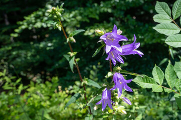 Glockenblumen im Sonnenschein