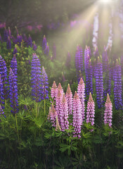 Beautiful purple and pink lupine flowers. Delicate warm soft color, blurred background.