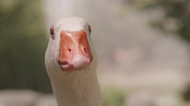 Closeup wild white goose looking calmy on a sunny day