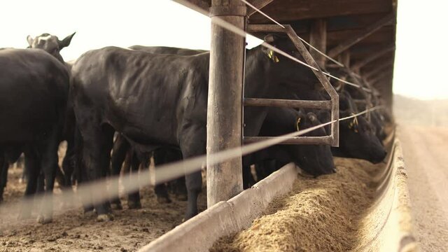 Herd of cattle feeding on silage and feed in the cement trough. Cattle feedlot farm in the Brazilian midwest. Livestock of beef cattle.