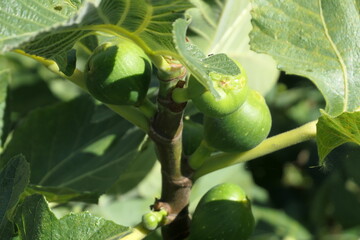 figues sur figuier