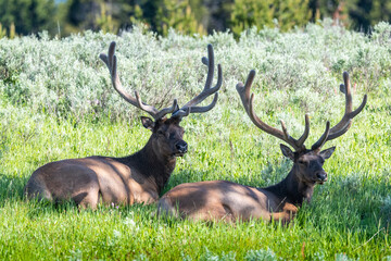 Naklejka na ściany i meble Two bull elk sitting in meadow