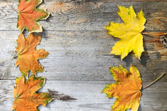 flat lay of colorful  maple leaves lie verticaly in row by sides of image on natural gray wooden background. Lqyout for postcard.  Copy space for text. Autumn mood concept