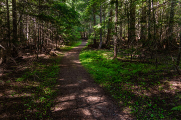 Fototapeta na wymiar A Hike Through The Woods At South Skookum Lake