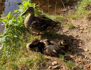 Patos en el lago de Castiñeiras