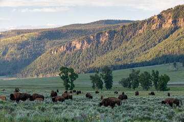 Bison in grassy field with moutains