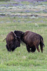 Bison playing and fighting