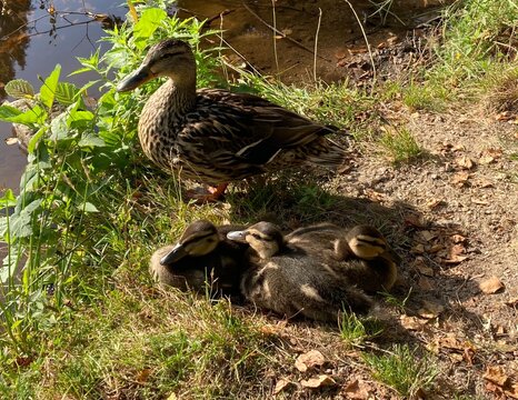 Patos en el lago de Casti&ntilde;eiras