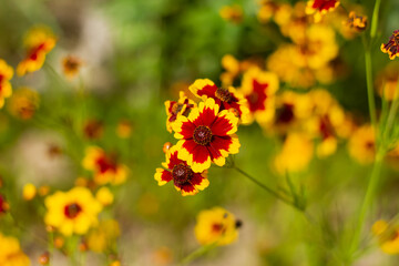 yellow and red flowers in the garden