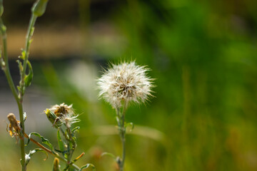 dandelion on green grass, dandelion in the forest