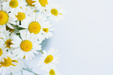 Fototapeta premium Chamomile or daisy flowers on white background. soft focus image 