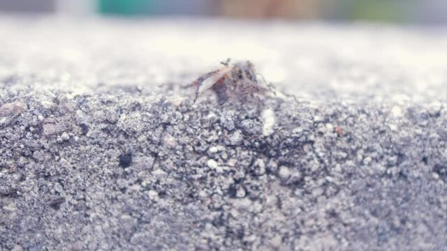 Black ant army carrying dead honey bee up a brick wall.