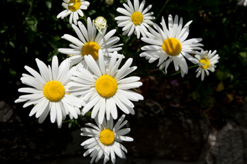 Common daisy Bellis perennis is a common European species of daisy, of the family Asteraceae, often considered the archetypal species of that name. © Jacek
