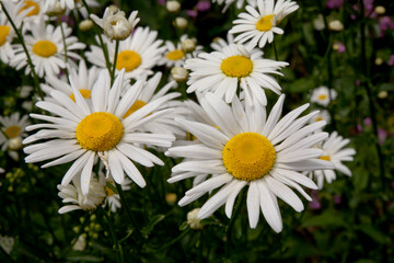 Common daisy Bellis perennis is a common European species of daisy, of the family Asteraceae, often considered the archetypal species of that name. © Jacek