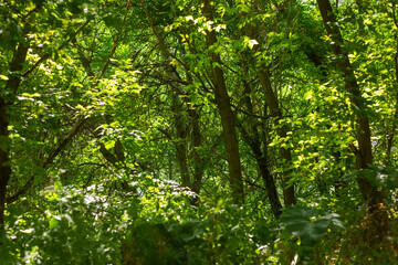 Fototapeta na wymiar green leaves in the forest, green leaves on a tree