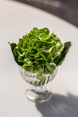 
Green hydrangea in a glass beaker against the background of a white table under sunlight from an upper angle.