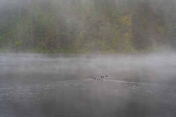 Obraz na płótnie Canvas Duck Family On Foggy South Skookum Lake