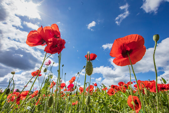 mohn