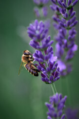 bee collects nectar on lavender flowers