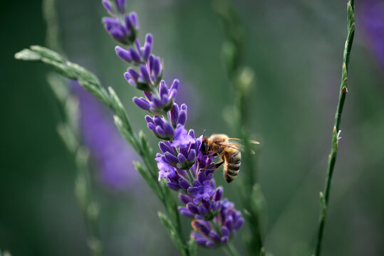 bee collects nectar on lavender flowers