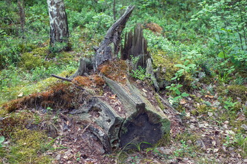 Photo from the forest under your feet series