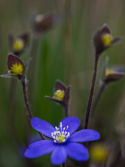 anemone hepatica
