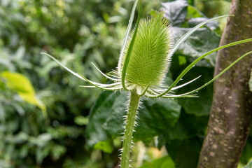 Die Wilde Karde, Dipsacus fullonum, ist eine Heilpflanze. Die Wurzel der Karde wird seit über zwei...