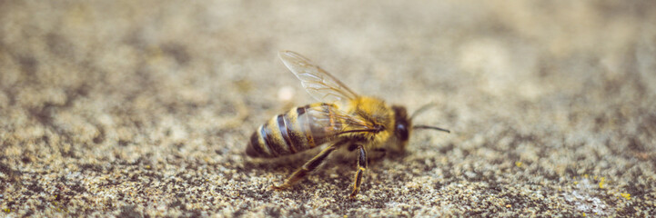 bee on a stone road, macro photo