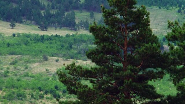 View of the valley, in the foreground a pine, behind the road. The camera pans down