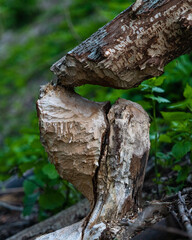 trunk of a tree eaten on by beavers