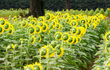 Beautiful sunflowers in a field following the sun. © Joe