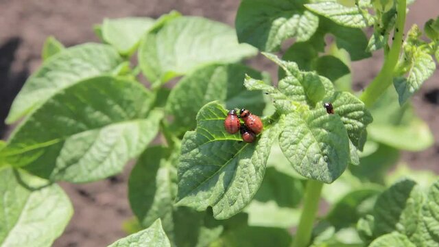 Larvae of the Colorado potato beetle on the potato bush close-up. Pest control in the garden. Insects destroying crops. Larvae colorado beetle - agriculture pest.