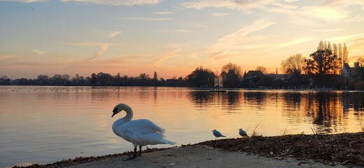 view of a lake with sunset, swan and birds.  calm waters.  colors yellow, orange and red