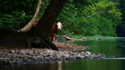 Surprise in the Forest